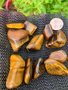 (2) Large/Medium Tigers Eye Tumbled Stones